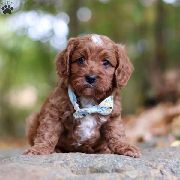 Kit, Cavapoo Puppy